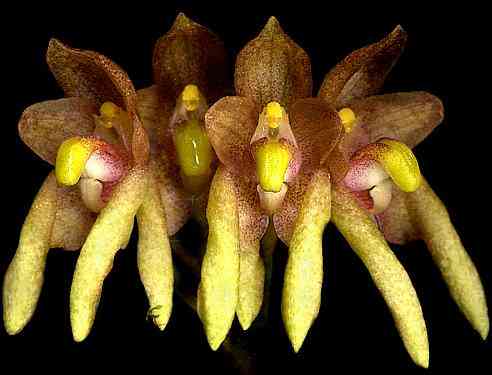 Bulbophyllum maculosum